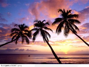 夕阳下的大海与椰树