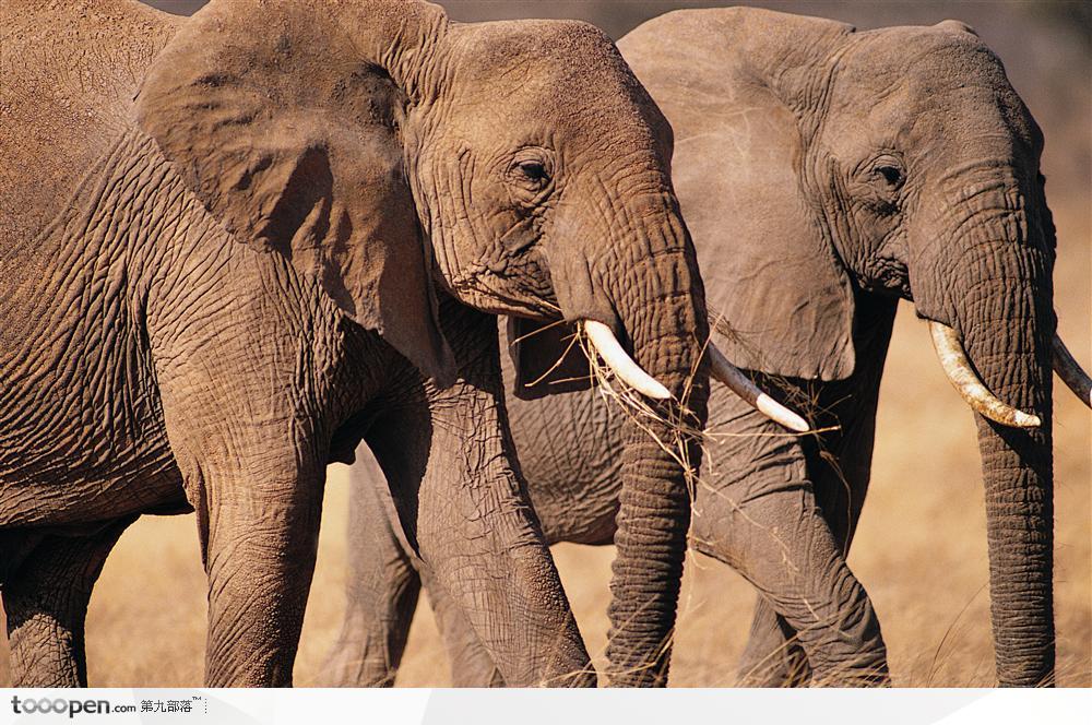 非洲野生大象·两只