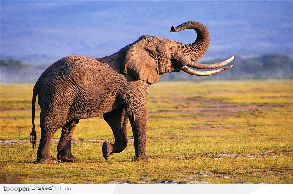 非洲野生大象·咆哮