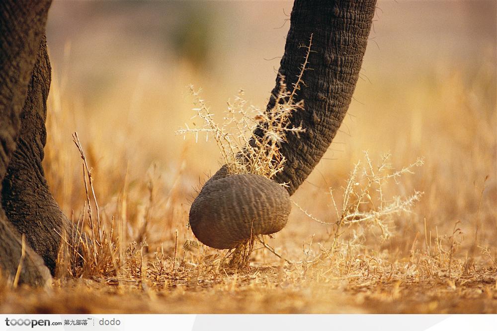 非洲野生大象·进食