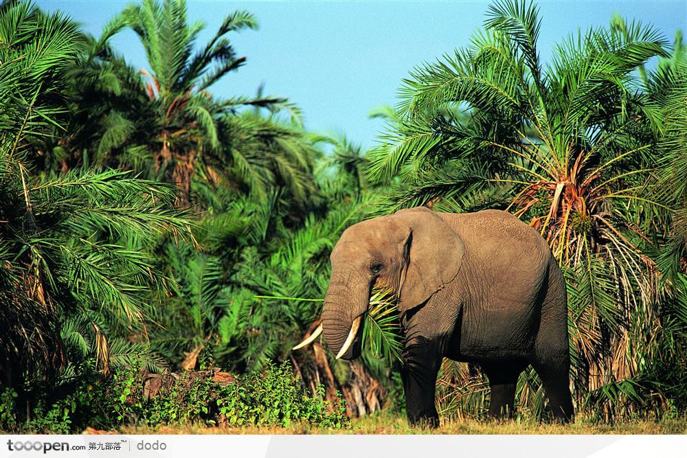 非洲野生大象·丛林中进食