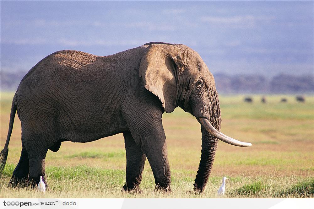 非洲野生大象·一只与鸟