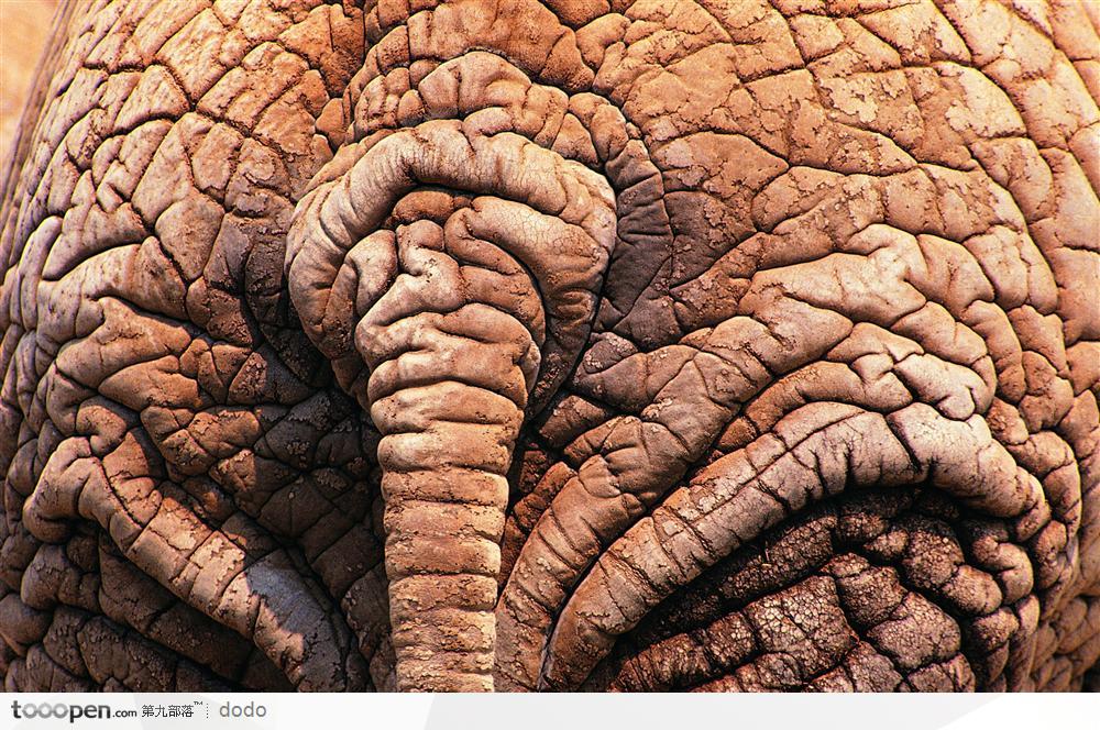 非洲野生大象·后部