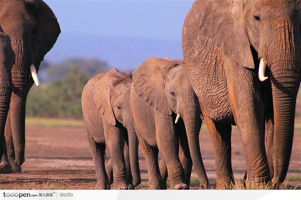非洲野生大象&#183;成群排列 第1页
