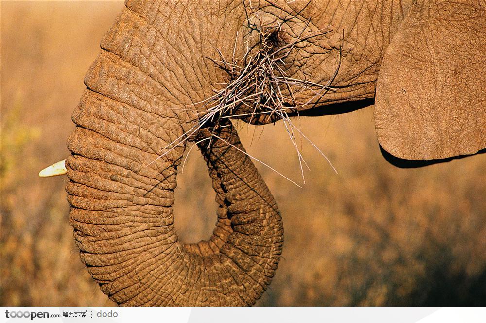 非洲野生大象·进食特写