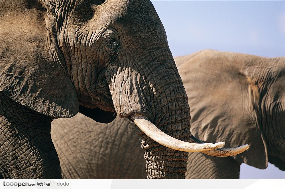 非洲野生大象·头部特写两只