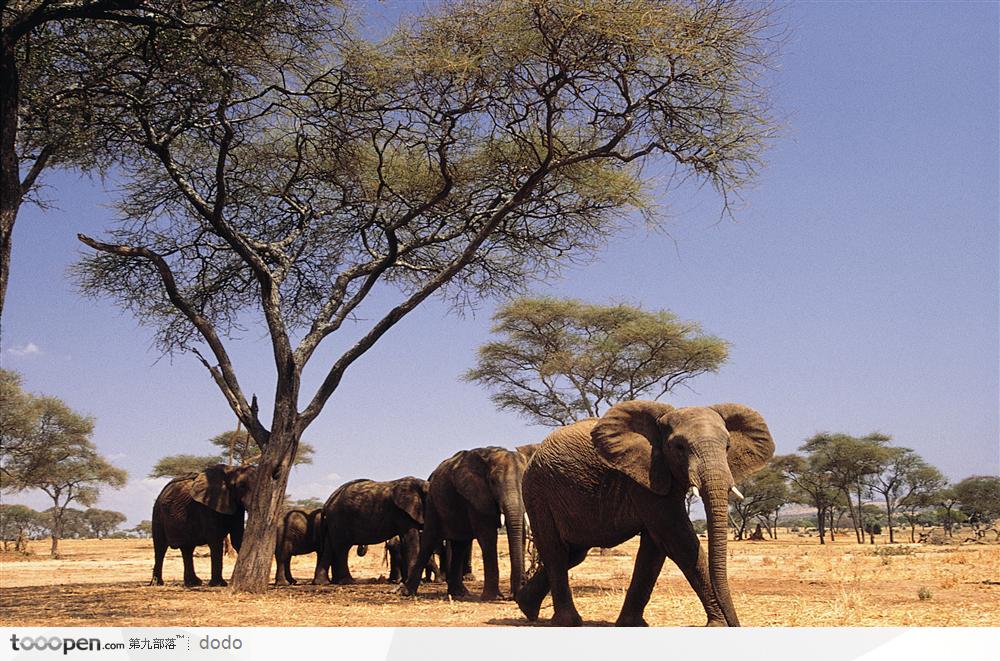 非洲野生大象·成群大象与小象