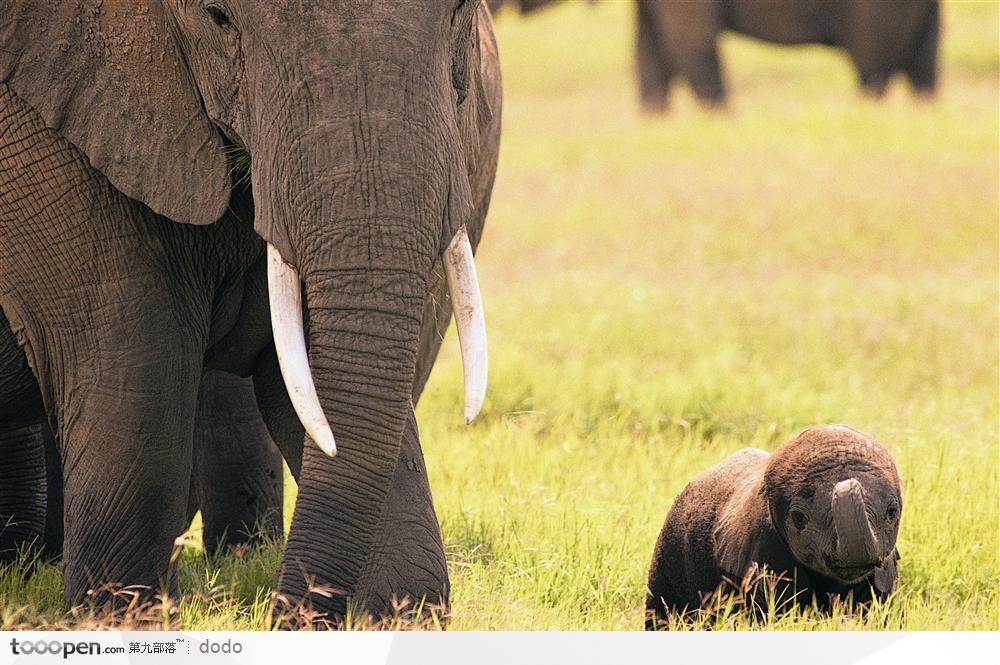 非洲野生大象·大象与小象