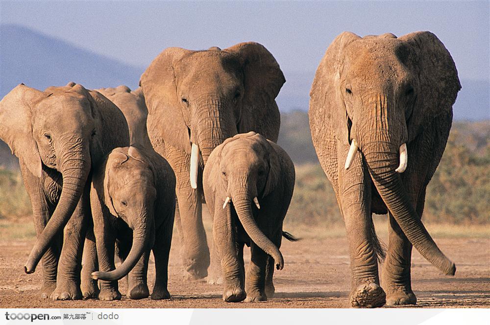 非洲野生大象·草地上的象群