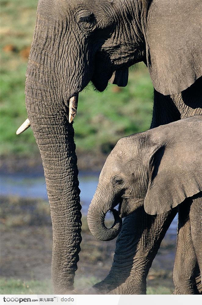 非洲野生大象·大象母子