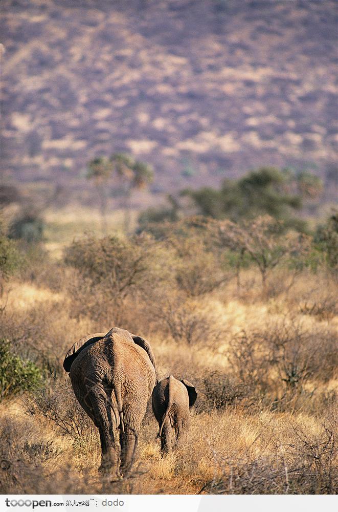 非洲野生大象·草地上奔跑的大象背影
