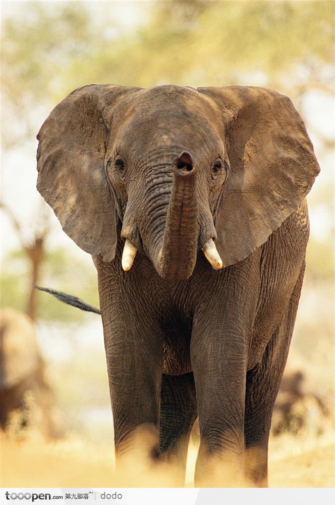 非洲野生大象·树林里的大象