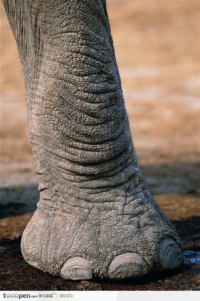 非洲野生大象·象腿特写