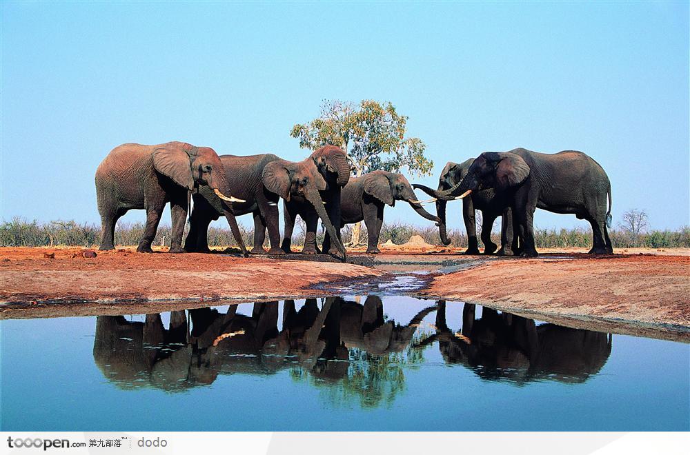 非洲野生大象·水塘边的大象