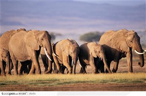 非洲野生大象·四只