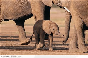 非洲野生大象群·小象