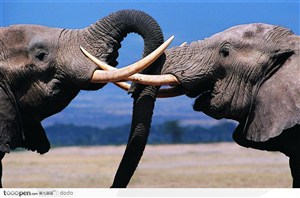 非洲野生大象·斗争