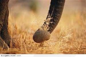 非洲野生大象·进食