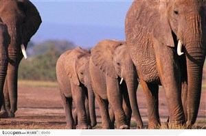 非洲野生大象·成群排列