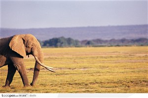 非洲野生大象·前半身与草地