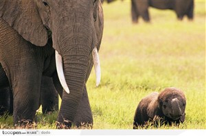 非洲野生大象·大象与小象