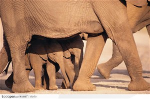 非洲野生大象·躲在象群下的小象