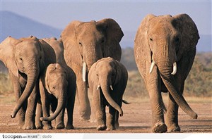 非洲野生大象·草地上的象群