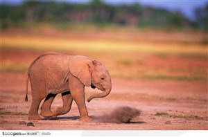 非洲野生大象·奔跑的小象