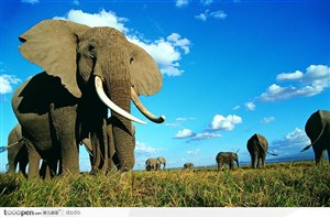 非洲野生大象·草地上的成年大象