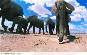 非洲野生大象·仰拍象群