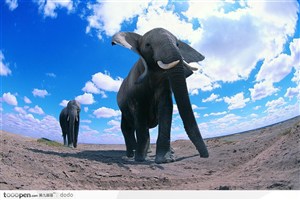 非洲野生大象·仰拍大象