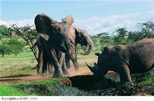 非洲野生大象·大象与犀牛