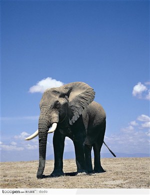 非洲野生大象·蓝天下的大象