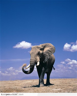 非洲野生大象·蓝天下象