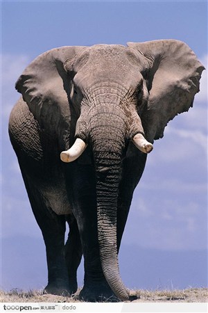 非洲野生大象·断了一截象牙的大象