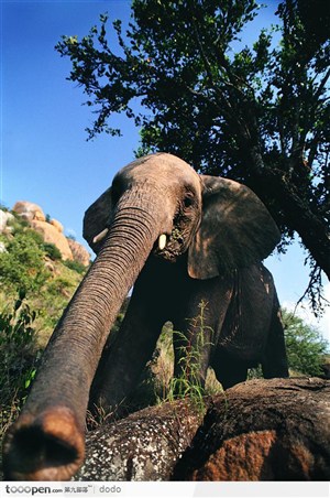非洲野生大象·准备喝水的大象