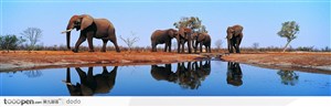非洲野生大象·宽幅大象饮水图