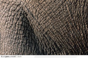 非洲野生大象·大象皮肤特写