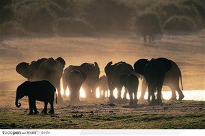 非洲野生大象·夕阳下饮水的象群