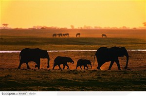 非洲野生大象·夕阳下的大象一家
