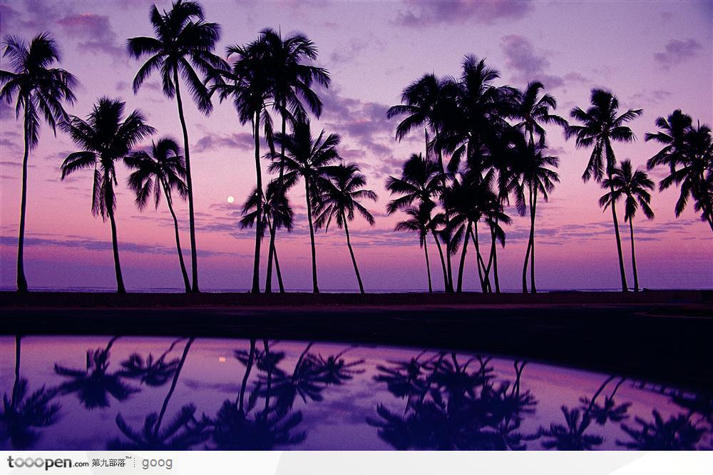晚霞下的大海和椰树