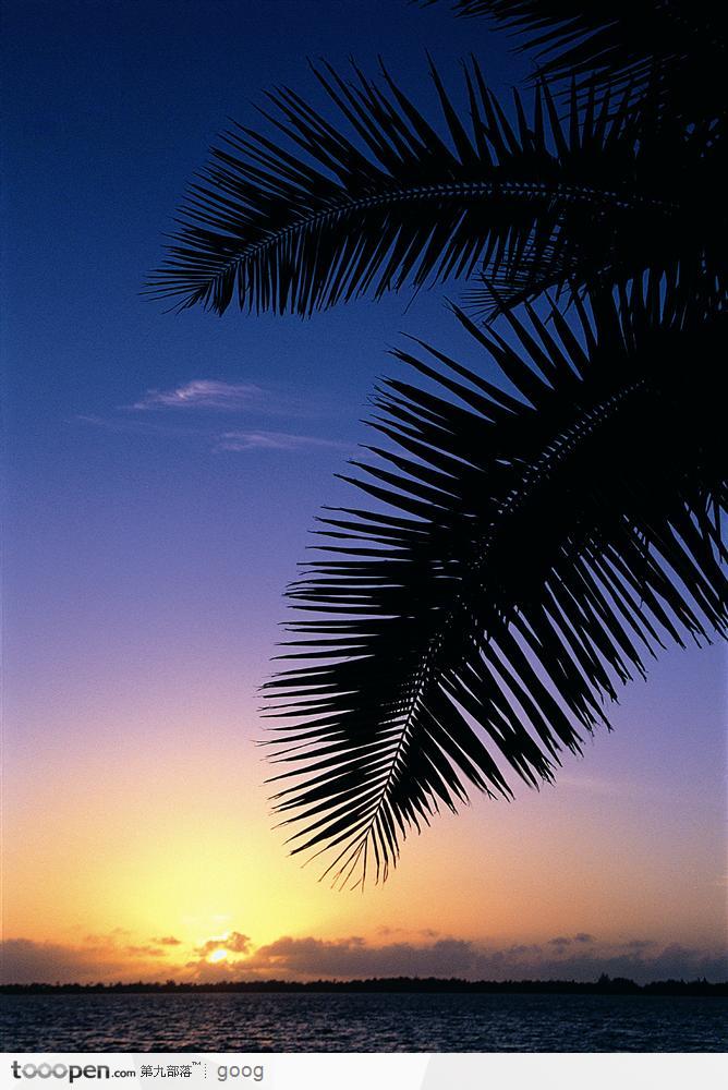 夕阳下的大海与椰树