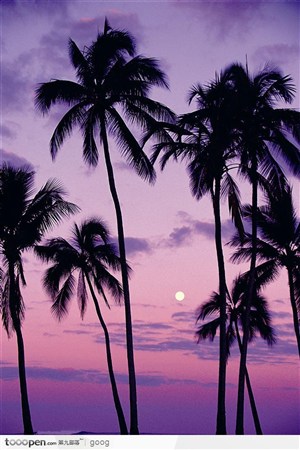 晚霞中的大海与椰树林