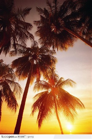 夕阳下的大海与椰树林