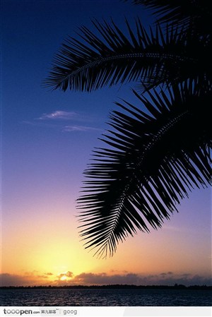 夕阳下的大海与椰树
