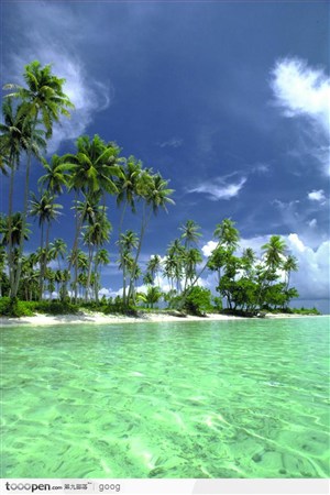 大海与椰树林