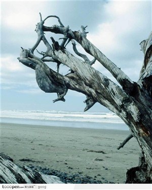 大海沙滩与枯木