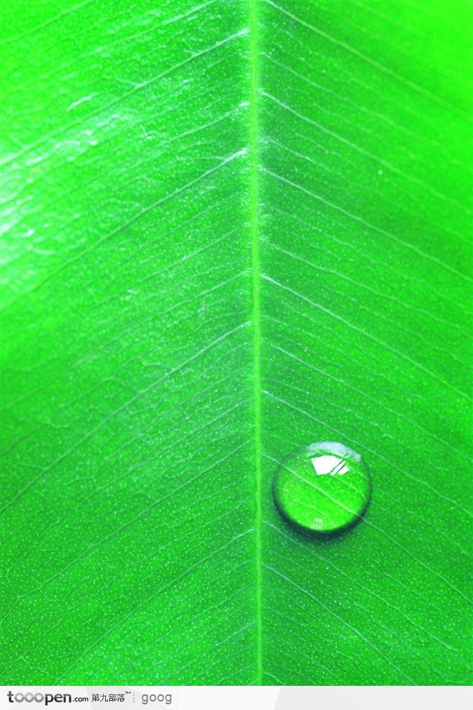 雨后樹葉上的露珠