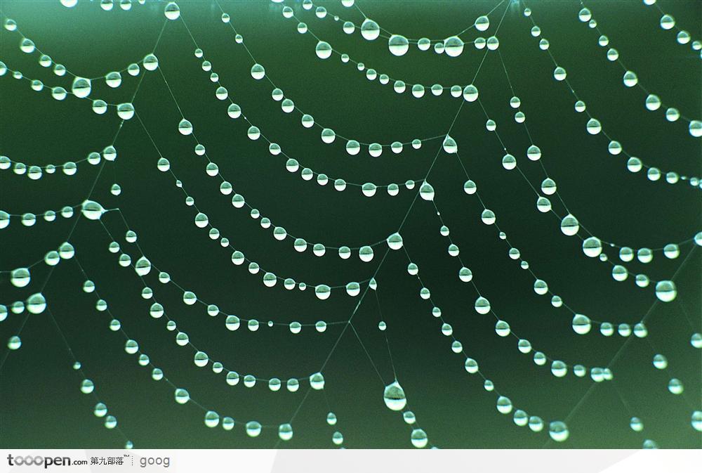 雨后蛛網(wǎng)上灑落的水珠