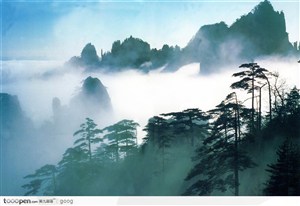 云雾缠绕的青松翠竹